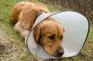 Hot Spots And Pets: What You Can Do To Help Your Furry Loved One