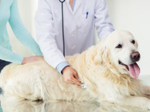 Veterinarians and innovators of high-quality pet supplements