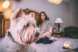 Apartment Living: Choosing The Right Pet Companion