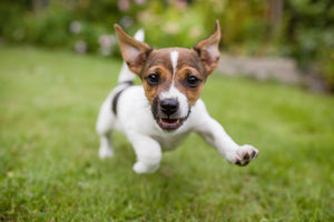How to Choose a High-Quality Probiotic For Your Dog!