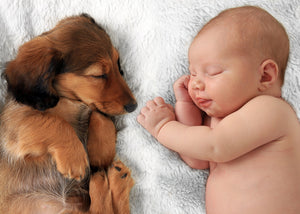 Introducing Your Pet To Your Newborn Baby? Children? Another Pet?