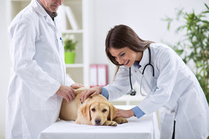More is Not Better: What Every Vet and Pet Owner Should Know About Vaccines: Dr. Robert Schultz Work