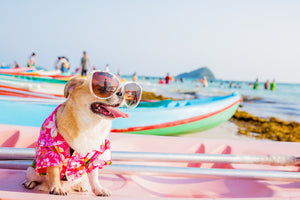 Dog Safety At The Beach