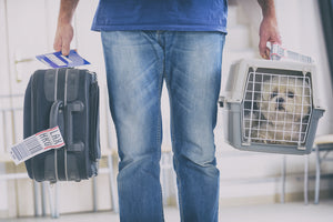 Is It Safe For My Pet To Travel In An Airplane?